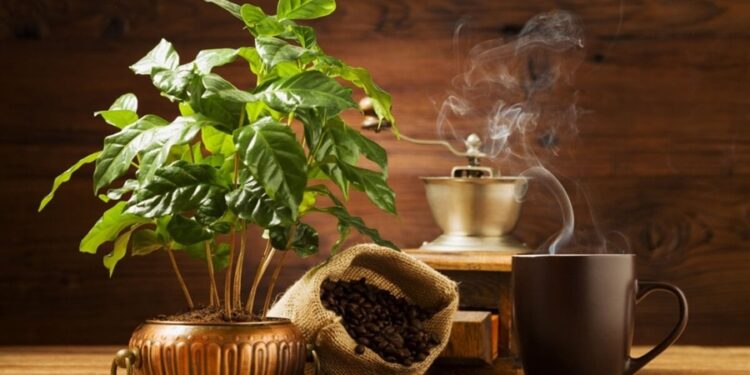 Brasil não consegue dar conta na produção de café e precisa importar cápsulas da Europa