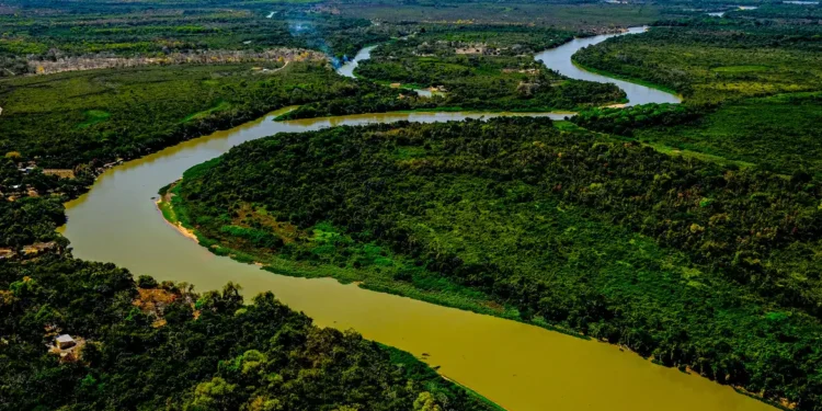 5 espécies mais fortes do Pantanal