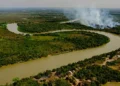 5 animais mais venenosos para ter cuidado no Pantanal