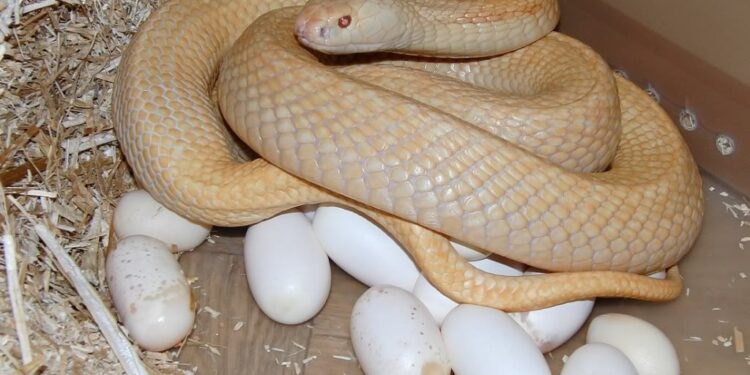 Cobra rara com duas cabeças nasce em viveiro dos EUA