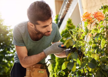 3 plantas que os jardineiros mais indicam em 2025