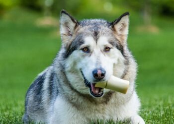 Além dos cachorros, outro animal muito popular no Brasil foi “criado” pelos humanos