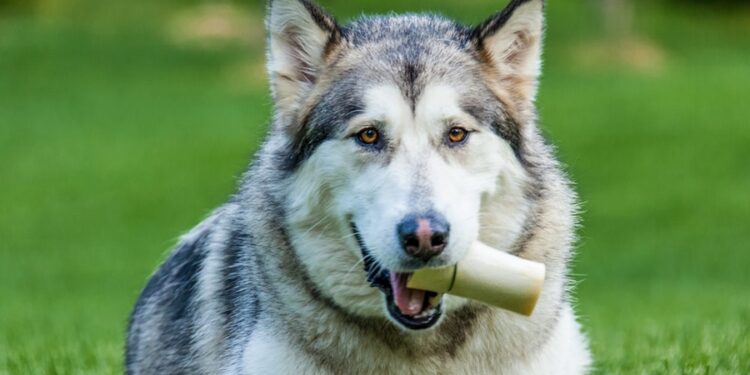 Além dos cachorros, outro animal muito popular no Brasil foi “criado” pelos humanos