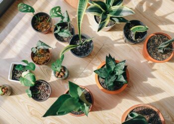 As plantas que “falam”: como algumas espécies se comunicam entre si