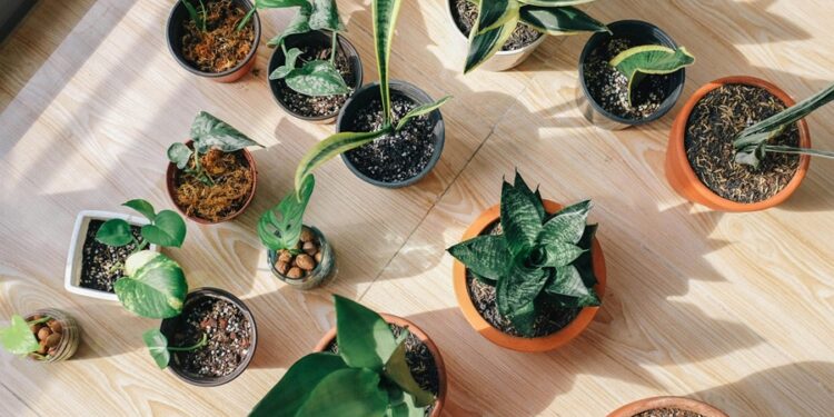 As plantas que “falam”: como algumas espécies se comunicam entre si