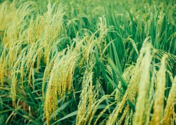 Novo tipo de arroz cresce em água salgada e chega para desbancar o modelo tradicional