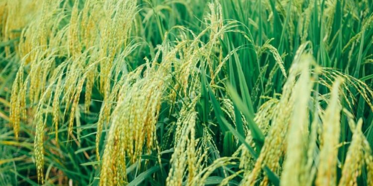 Novo tipo de arroz cresce em água salgada e chega para desbancar o modelo tradicional