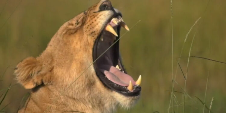 Animais que não podem se ver e partem para a briga: As maiores rivalidades