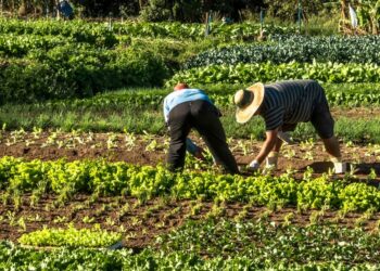 Manobra envolvendo a Amazônia pode trazer mais dinheiro aos produtores rurais de Mato Grosso