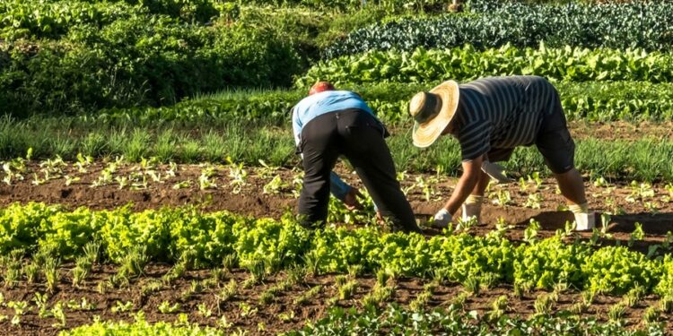 Manobra envolvendo a Amazônia pode trazer mais dinheiro aos produtores rurais de Mato Grosso