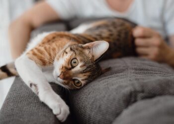 Novo Código Civil pode determinar que guarda de animais seja disputada na Justiça após separação do casal
