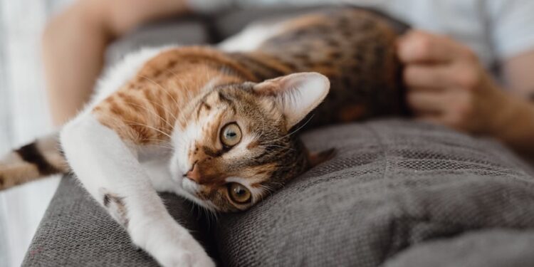 Novo Código Civil pode determinar que guarda de animais seja disputada na Justiça após separação do casal