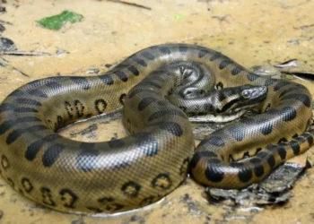 Cobra gigante recém descoberta na Amazônia pode ultrapassar 8 metros de comprimento