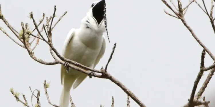Ave com canto mais alto da Terra corre risco de extinção