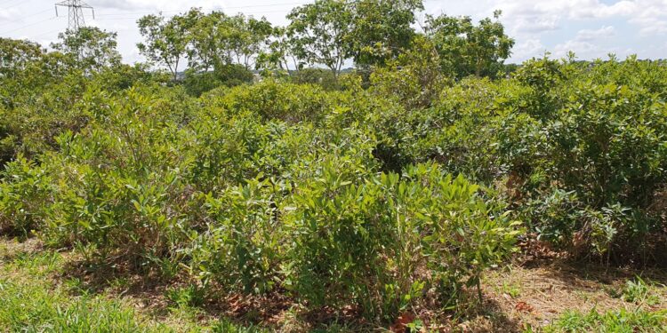 Fruta amada em MS serve até como farinha e ainda resiste a incêndios
