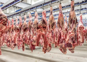 Brasil passa a fornecer carne bovina a países que exportam para os Estados Unidos