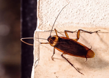 Aparelho presente em todas as cozinhas é um dos que mais atrai baratas