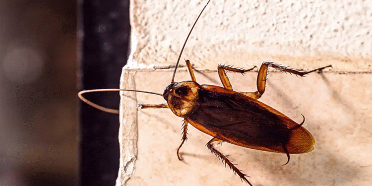 Aparelho presente em todas as cozinhas é um dos que mais atrai baratas