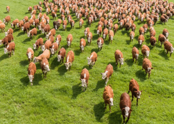 Maior rebanho do mundo com cerca de 306 milhões de cabeças de gado fica em país inusitado: Brasil ocupa o segundo lugar