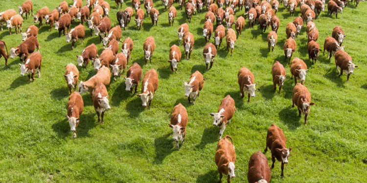 Maior rebanho do mundo com cerca de 306 milhões de cabeças de gado fica em país inusitado: Brasil ocupa o segundo lugar