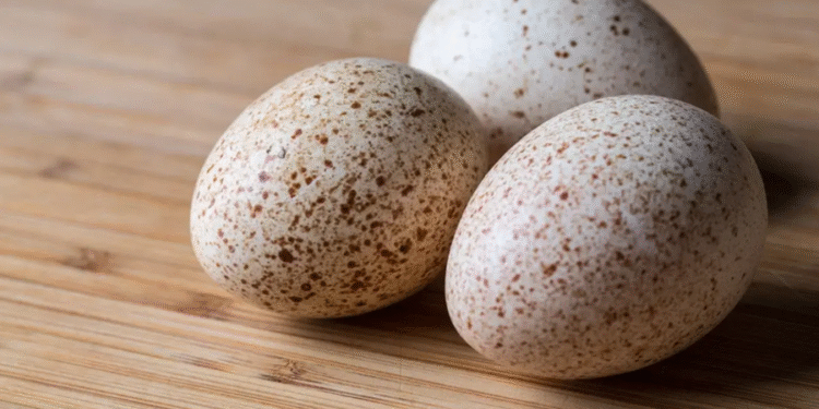 Ave volta a procriar após mais de um século dada como extinta