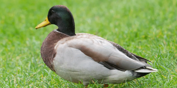 Patos estão sendo furtados em famoso lago de Fortaleza