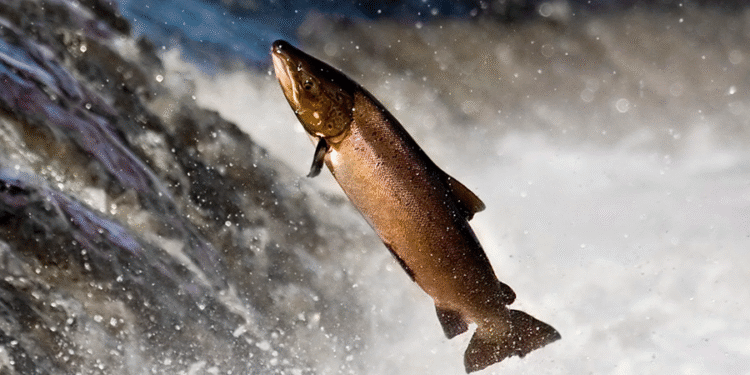 5 peixes mais pesados dos rios do Mato Grosso do Sul