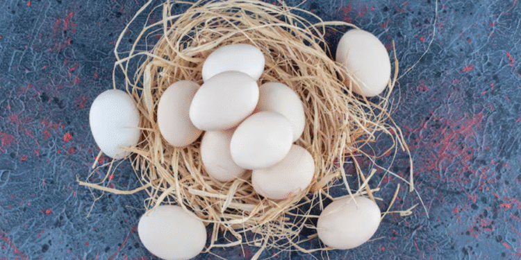 Ave sumida há décadas volta a ganhar registro fotográfico em cidade de Santa Catarina
