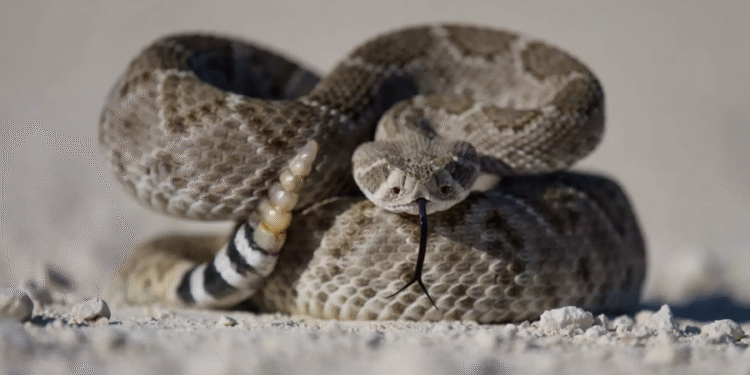 Cobras que fingem estar mortas para enganar predadores