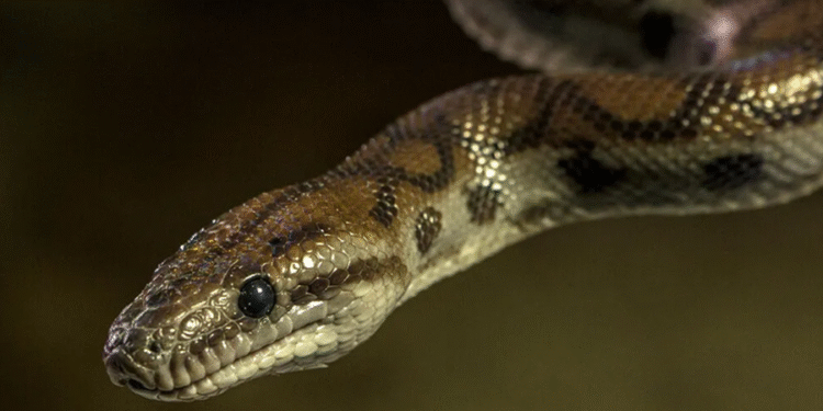 As 6 maiores cobras presentes no Mato Grosso do Sul