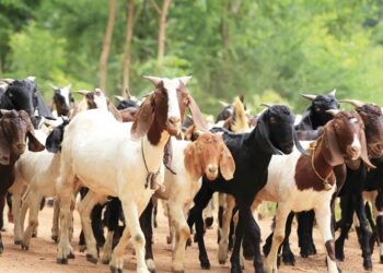 Cabras possuem sotaque que varia conforme o rebanho