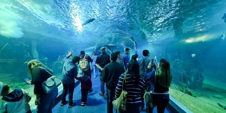 Maior aquário de água doce do mundo fica no Brasil