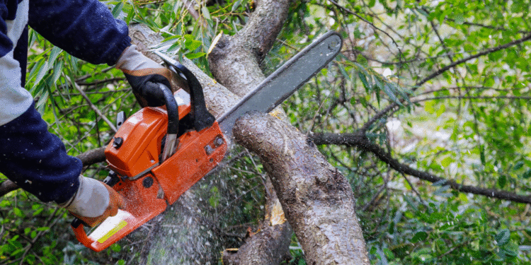 Vizinho com árvore que invade meu terreno pode ser multado? Veja o que a lei diz