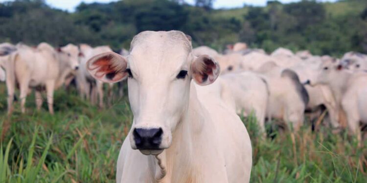 Maior fazendeiro do mundo ostenta rebanho com 500 mil cabeças de gado