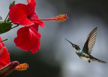 O que quer dizer quando um beija-flor visita muito sua casa