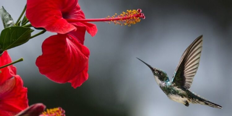 O que quer dizer quando um beija-flor visita muito sua casa