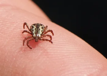 Eventos estão sendo suspensos no Brasil para conter febre maculosa