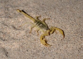 Caixas de ovos estão sendo usadas como armadilhas no combate a escorpiões