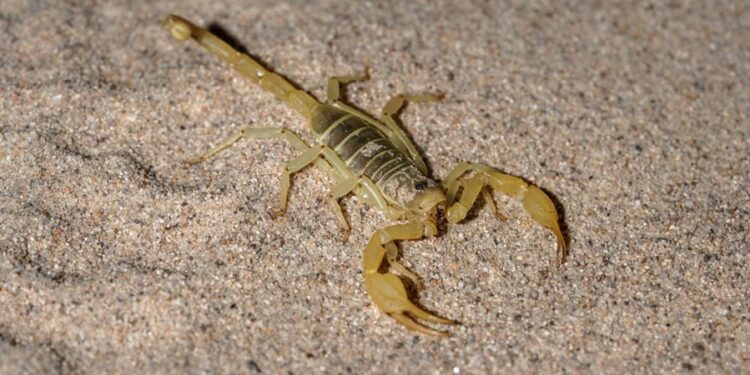 Caixas de ovos estão sendo usadas como armadilhas no combate a escorpiões