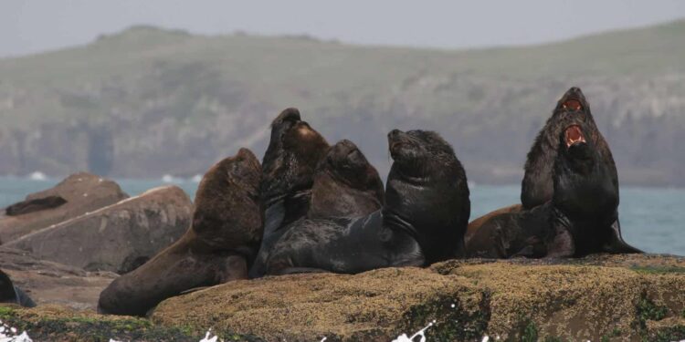 Após 7 anos, ilha famosa por lobos marinhos é reaberta para visitação