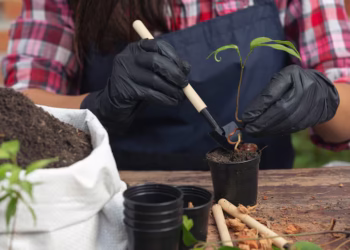 Planta capaz de purificar o ar vira opção para deixar o ambiente mais leve na sua casa