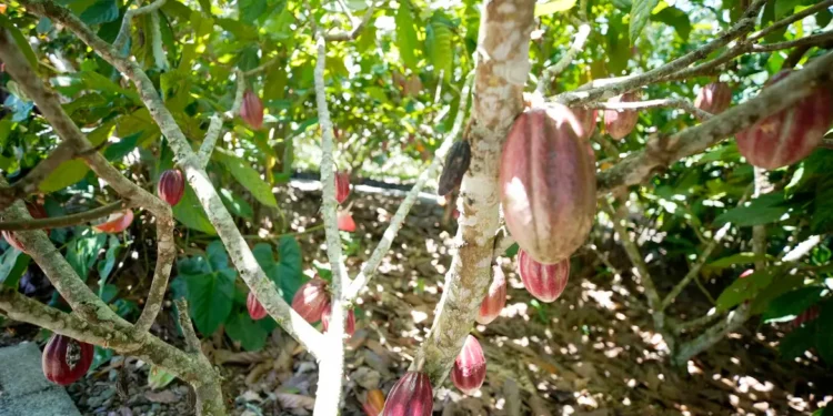 Sobremesa popular no mundo inteiro teve origem na Amazônia