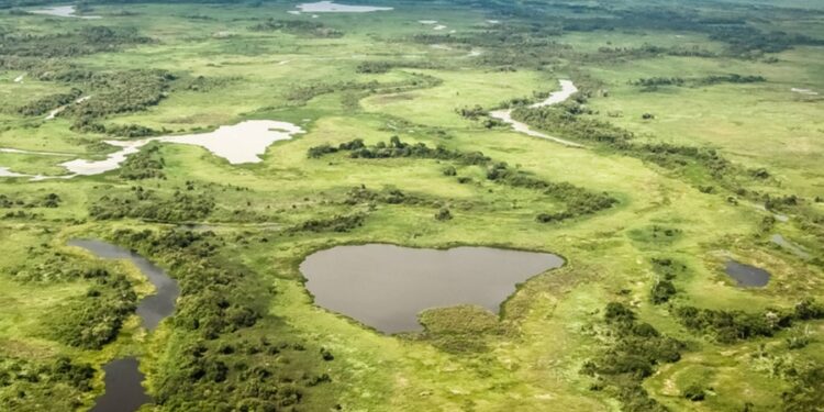 5 espécies de animais mais fortes do Pantanal
