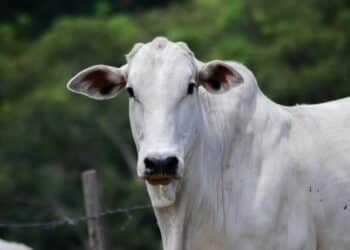 Substância rara encontrada em bois pode valer R$ 300 mil o kg e poucos sabem