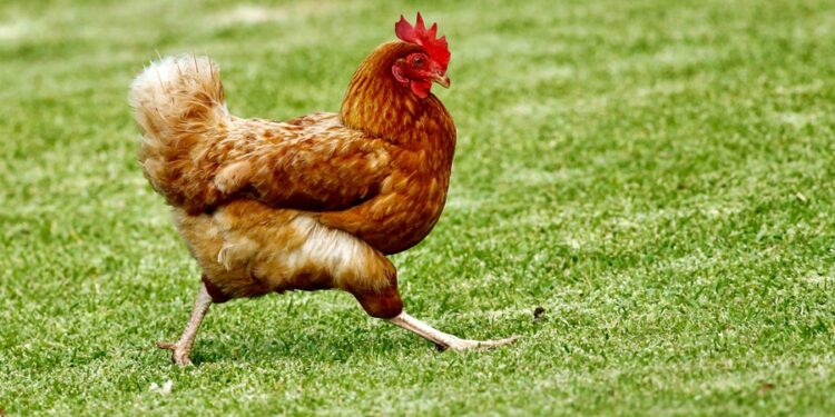 Galinha mais cara do mundo põe só 80 ovos por ano e vale R$ 33 mil