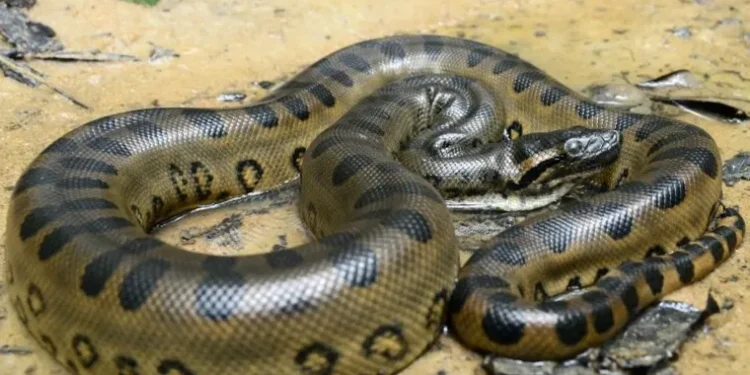 Anaconda com 200 quilos é a maior cobra do mundo e toma banho nos rios brasileiros