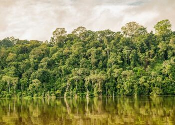 5 maiores predadores encontrados na Floresta Amazônica