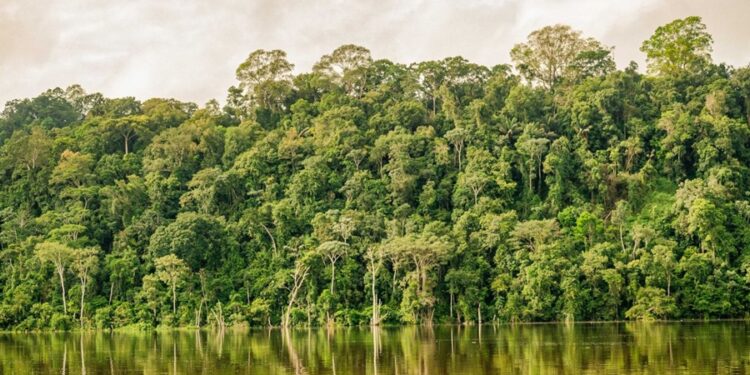 5 maiores predadores encontrados na Floresta Amazônica