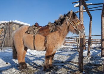 Cavalos ficaram mais baixos e se adaptaram para enfrentar geadas de até -60°C no lugar mais frio do mundo