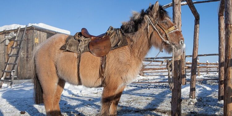 Cavalos ficaram mais baixos e se adaptaram para enfrentar geadas de até -60°C no lugar mais frio do mundo